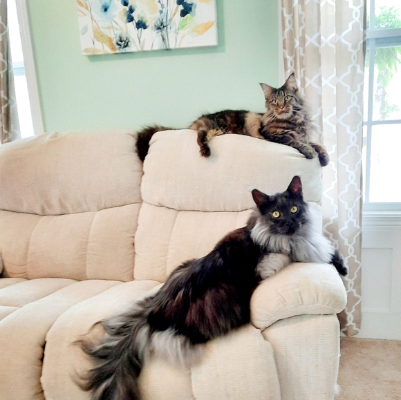 Meet your Posher, Amy - Picture 2 of 6